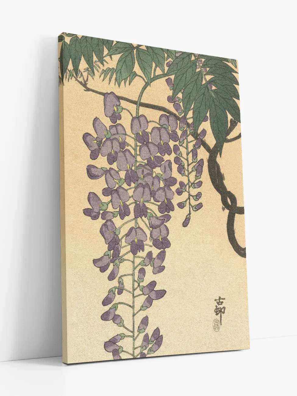 Flowering Wisteria