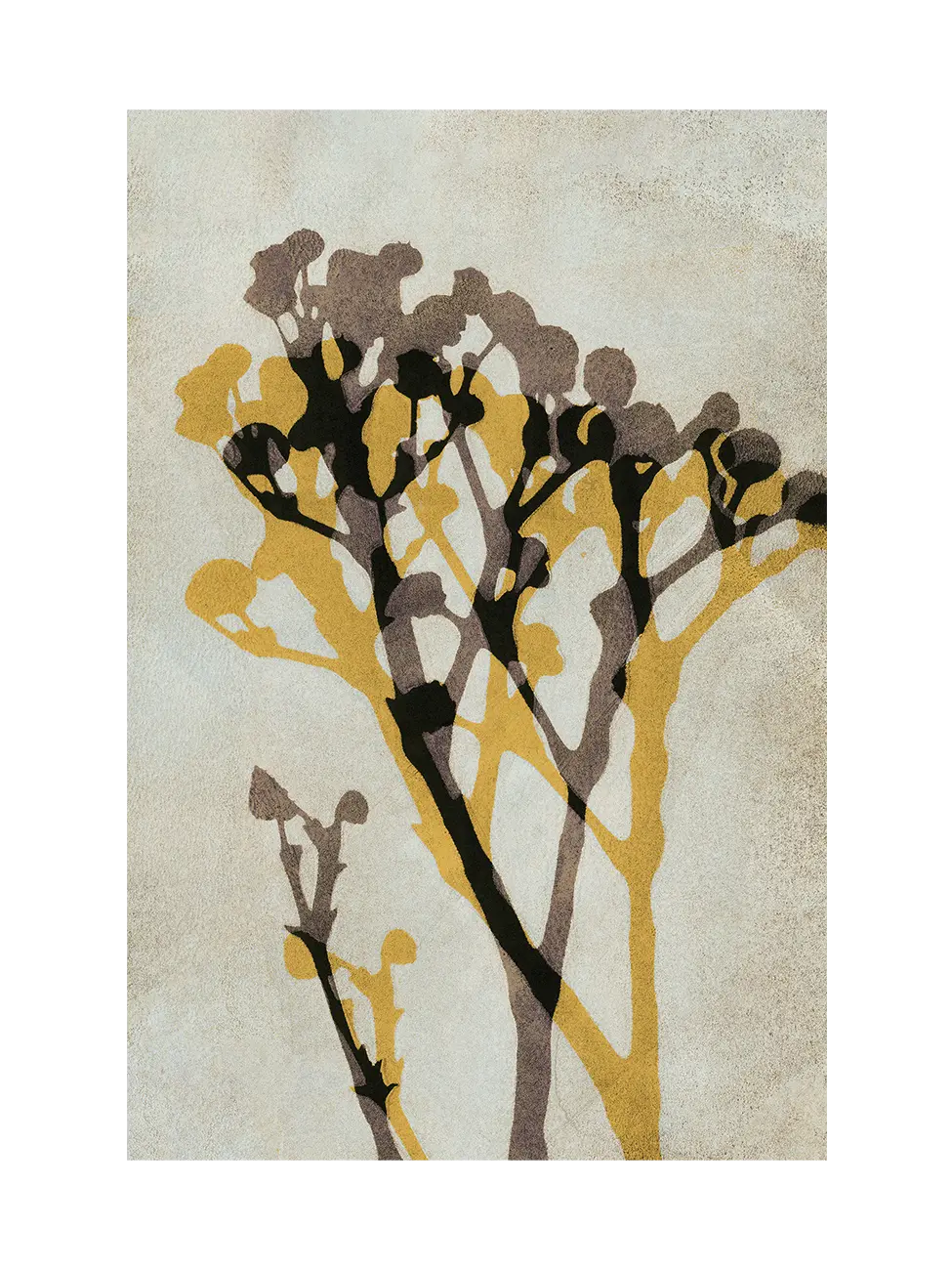 Echoes of Gypsophila