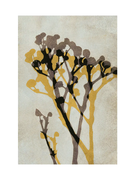 Echoes of Gypsophila