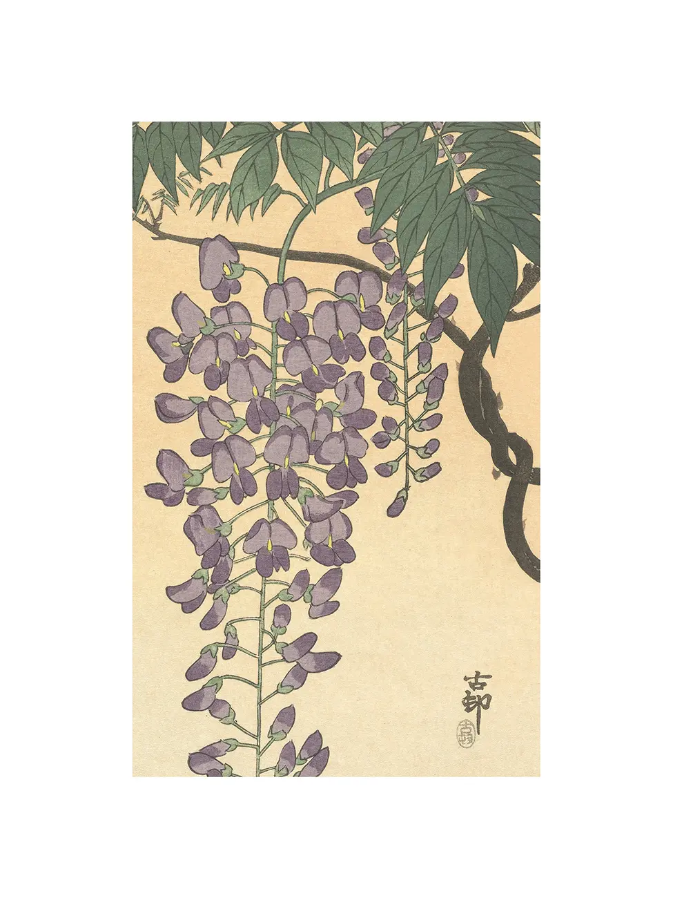 Flowering Wisteria