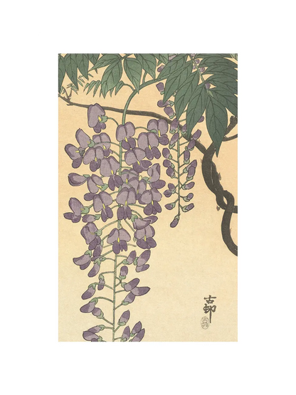 Flowering Wisteria