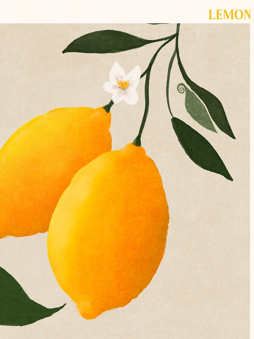 Лимон (Citrus Limonum)