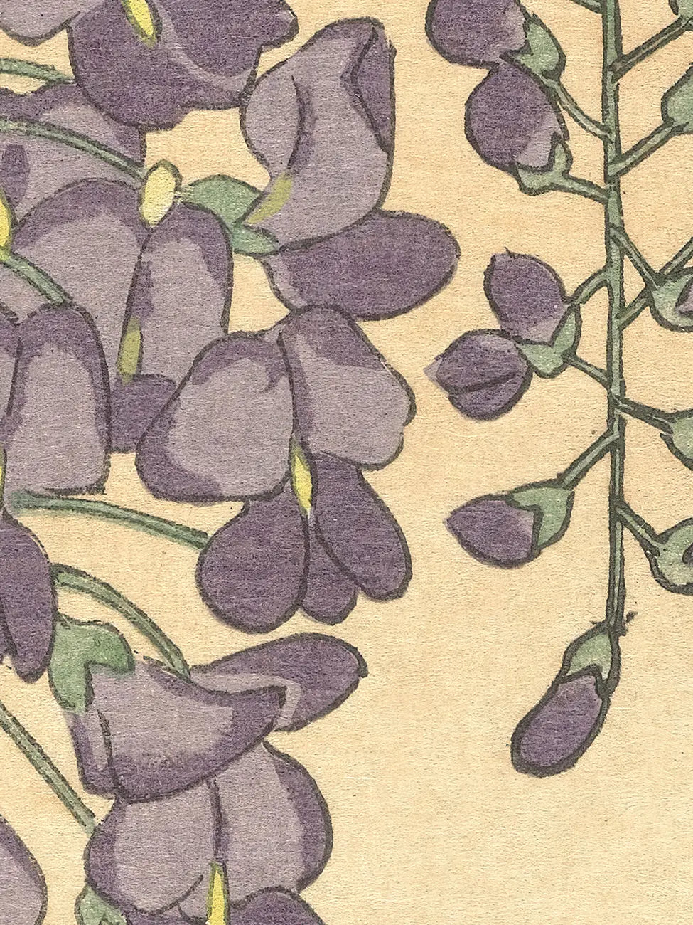 Flowering Wisteria