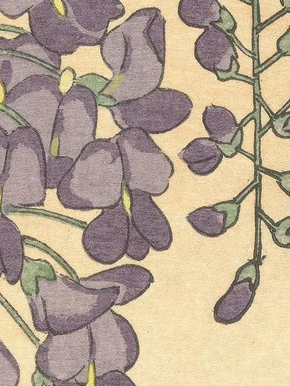 Flowering Wisteria